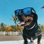 short-coated black dog wearing sunglasses